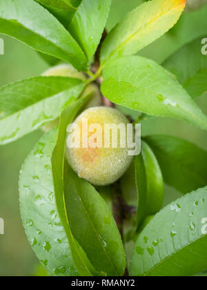 Close up of young peach le mûrissement sur l'arbre au début de l'été Banque D'Images