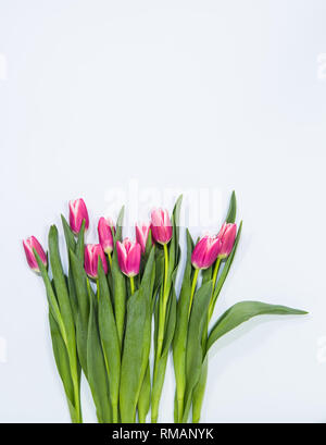 Rangée de tulipes au printemps rose vif sur un fond bleu pâle Banque D'Images