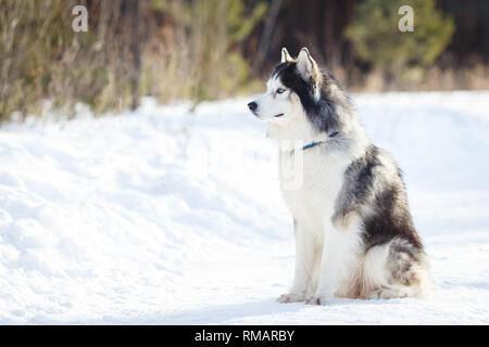 Chien Husky Sibérien couleur noir et blanc en hiver, l'air de l'appareil photo. copyspace Banque D'Images