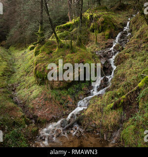 Beau paysage spectaculaire image de petit ruisseau flwoing à travers pins dans Peak District en Angleterre Banque D'Images