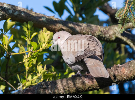 La colombe eurasienne adulte (Streptopelia decaocto) perçant dans un arbre en hiver à West Sussex, Angleterre, Royaume-Uni. Banque D'Images