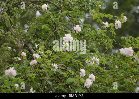 Randonnées ou rosier grimpant 'Madame Alfred Carriére' avec des fleurs rose vif dans un pommier, vieille noisette rose produites par Schwartz, 1875 focus sélectionné Banque D'Images