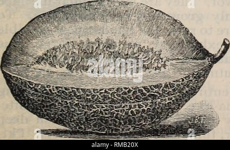 Hackensack Hackensack L Un Des Tout Meilleurs Melons Sur Le Marche De Grande Taille Et Une Apparence Attrayante Il Est Tres Productif D Excellente Saveur Et Est Cultive Dans Certaines Sections A