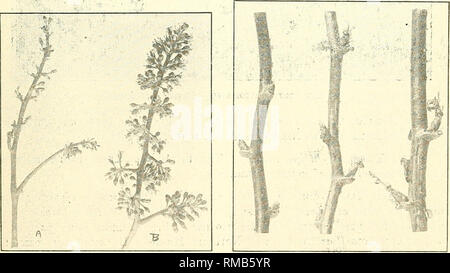 . Rapport annuel. Société d'entomologie de l'Ontario ; les insectes nuisibles ; insectes -- Ontario périodiques. t hannetons Rose se nourrissant de pommes. Steawbeery (Anthonomus signatus). Ce ravageur a été de nouveau après accidents du travail différentes dans certains champs de fraises dans l'-district de Niagara. Saw-Fly Mdnopliadnoides framboise (rubi). Cet insecte a été très abun- dant dans un certain nombre d'endroits, notamment à Burford, -Waterford et de Brighton à Burford. plusieurs acres de framboises étaient presque défolié par elle.. A. Grape cluster fleur jouet détruit- rose Chaffers. B. fleur Normal cluster. Les criocères - Fraise - sur l'alimentation et l'destroyi Banque D'Images