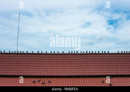 Mouvement des Pigeons debout sur le toit Banque D'Images