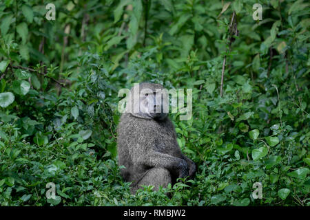 Le babouin Olive en Éthiopie's cloud forest, forêt Harenna, le sud de l'Éthiopie, l'Afrique. Banque D'Images