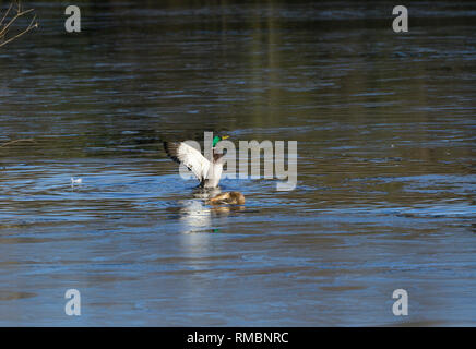 Paire de canards colverts juste après l'accouplement de Milton Park Cambridge Banque D'Images