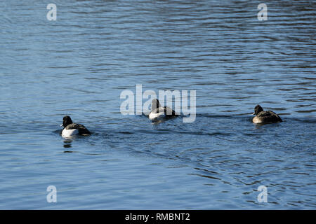 Trois canards touffetée natation voiture Milton Park Cambridge Banque D'Images