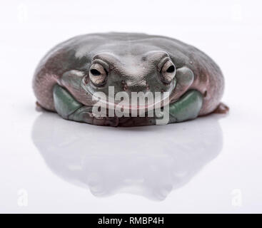 Une grande, grosse grenouille australienne, assis sur le sol. Isolés contre un fond blanc, pur. L'accent sur les yeux. Prix pour l'exemplaire Banque D'Images