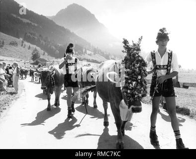 Les troupeaux de vaches sont entraînés vers le village après un été sur l'alpage, où les propriétaires prennent leurs animaux à leur propre stabilité. Ici garçons en pantalon de cuir et chapeau, l'un d'eux, avec une tasse de bière dans sa main, le plomb décoré jeunes bovins vers le village. Banque D'Images