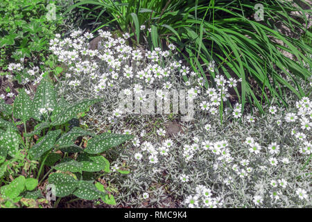 Cerastium petites fleurs blanches. Oreille de souris, mouron des plantes de jardin de printemps Banque D'Images