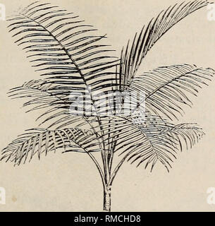 . Catalogue descriptif et illustré annuel de nouvelles, rares et belles plantes. Les plantes tropicales de pépinière ; Catalogues Catalogues de Floride. PAL/tS, cycas et vis-Pins. 25 Le sabal, suite. S. Blackburniana.* West Indies. L'un de la main- d'somest les Sabals, et bien adaptées à la sous-tropi- cal de jardinage ou les émissions de décoration. 30 cts. chaque. S. coerulescens.* Une très belle espèce, avec des feuilles vert bleuâtre, qui font qu'il est décrit dans un groupe de palmiers. 20 cts. chaque. S. Palmetto.* La Floride, s'étendant jusqu'à la Caroline du Sud. (Le chou palmiste.) Les visiteurs aux États du Sud ont l'éloge Banque D'Images