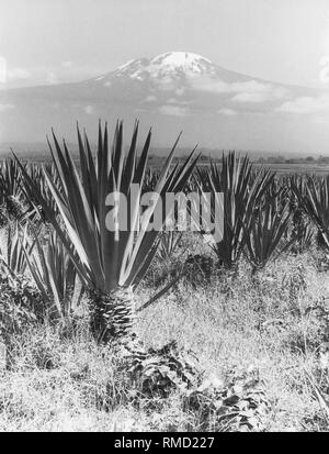 Sisalagaven en face du Mont Kilimandjaro, la plus haute montagne de l'Afrique, à 5895 mètres au-dessus du niveau de la mer. Banque D'Images