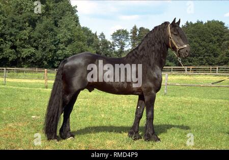 Le cheval frison, l'une des plus anciennes races européennes, vient de Hollande, où il a été autour depuis 1000 BC. Il était auparavant utilisé comme un cheval et dans l'agriculture jusqu'à ce qu'il est devenu populaire pour la course au trot. Les chevaux frisons sont exclusivement des chevaux noirs. Banque D'Images