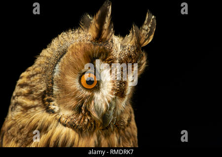 Owl garçon. Asio otus. Oiseau de Nuit de l'Europe Banque D'Images