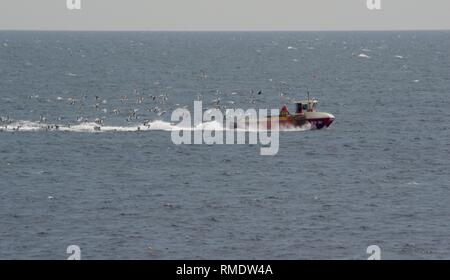 Petit bateau de pêche sur l'estuaire de la Forth étant poursuivi par un troupeau de goélands argentés (Larus argentatus). Crail, Fife, Scotland, UK. Banque D'Images