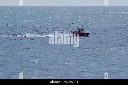 Petit bateau de pêche sur l'estuaire de la Forth étant poursuivi par un troupeau de goélands argentés (Larus argentatus). Crail, Fife, Scotland, UK. Banque D'Images