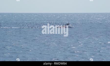 Petit bateau de pêche sur l'estuaire de la Forth étant poursuivi par un troupeau de goélands argentés (Larus argentatus). Crail, Fife, Scotland, UK. Banque D'Images