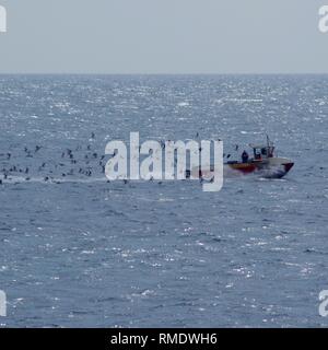 Petit bateau de pêche sur l'estuaire de la Forth étant poursuivi par un troupeau de goélands argentés (Larus argentatus). Crail, Fife, Scotland, UK. Banque D'Images