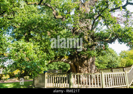 Guillotin oak 9m60 de circonférence, forêt brocéliande, Paimpont, Bretagne, France Banque D'Images