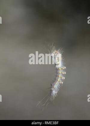 Caterpillar spongieuse (Lymantria dispar) en ordre décroissant sur un fil de soie après l'alimentation sur les feuilles de chêne vert (Quercus ilex), Sardaigne, Italie. Banque D'Images