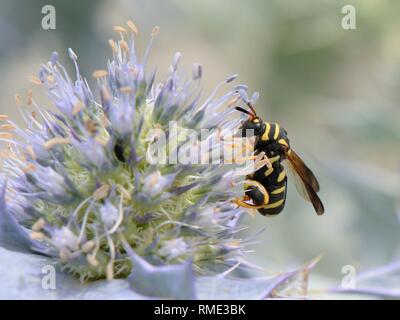 Guêpe parasitoïde (Leucospis gigas) se nourrissant de fleurs de houx de mer (Eryngium maritimum) sur une plage, Sardaigne, Italie, juin. Banque D'Images