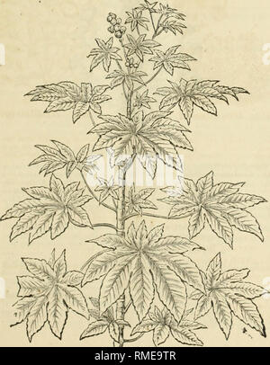 . Catalogue annuel de choix et sélectionner les graines de fleurs et de légumes embrassant le plus estimé en culture, les variétés cultivées et importend expressément pour nous. Les catalogues de graines de pépinière ; catalogues ; graines de fleurs ornementales, Plantes catalogues ; catalogues ; Graines de catalogues. Catalogue de graines de fleurs. 23 pourpier. Très populaire, de plus en plus faible, les annuelles rustiques, faire un affichage plus brillante dans le jardin, et très adapté aux frontières ou délignures. Semer tôt, dans des sols légers et plantes minces à quatre pouces. Pourpier, jaune 5 » » 5 écarlate Crimson 5 ' » » les couleurs blanc 5 Banque D'Images