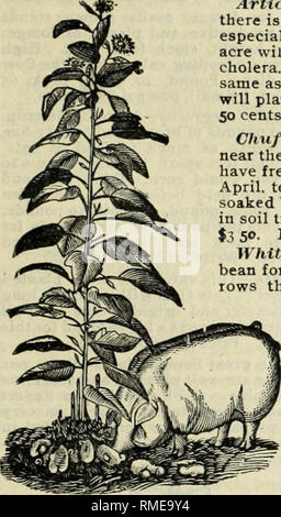 . Catalogue annuel. Graines de legumes Catalogue. Graines fruits Catalogue. Du matériel et des fournitures agricoles Catalogues. Catalogues de coton.. Champ de valeur* de semences et de cultures d'amorçage. 33 domaine des semences et plantes racines. Artichauts, African Goobers, Chufas, riz de montagne, Arachides, Pois, patates douces, la nouvelle fève de velours, et d'autres, toutes de valeur sur nos fermes. Artichokes-For Porcs-ln plus d'être largement utilisés pour faire des pickles il n'y a pas de root crop qui a augmenté plus rapidement en faveur de l'alimentation des porcs, et surtout d'actions que celui-ci ; un rendement de sco boisseaux à l'acre pas inhabituel Un ^ 2 Banque D'Images
