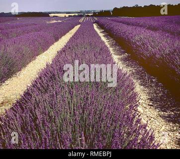 La lavande en fleur sur le plateau du Vaucluse en Provence. Banque D'Images