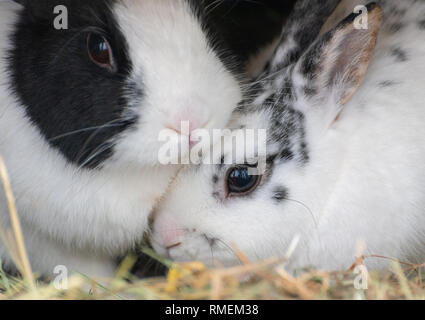 Les lapins câlins Banque D'Images