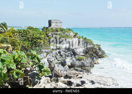 Un énorme Iguana en profitant de la vue de Tulum, Mexique Banque D'Images