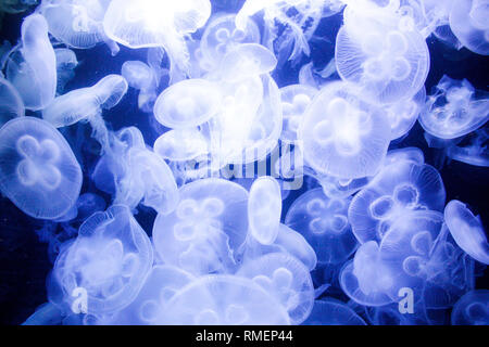 Voir l'aquarium de poissons uniques de méduses nager autour de grand aquarium zoo. Banque D'Images