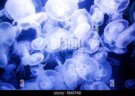 Voir l'aquarium de poissons uniques de méduses nager autour de grand aquarium zoo. Banque D'Images