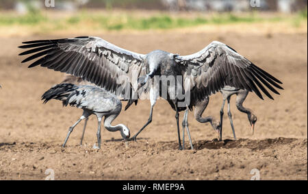 Grues danse dans champ arable. Crane, commun Nom scientifique : Grus grus grus, communis. Banque D'Images