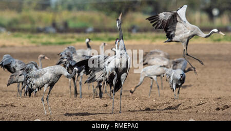 Grues danse dans champ arable. Crane, commun Nom scientifique : Grus grus grus, communis. Banque D'Images