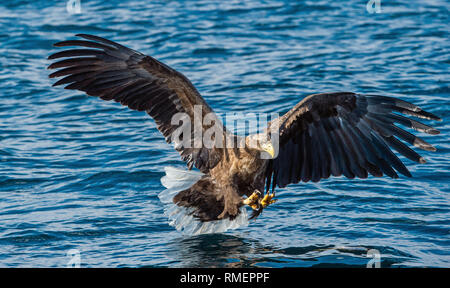 White-tailed eagle est la pêche. Fond de l'océan bleu. Nom scientifique : Haliaeetus albicilla, également connu sous le nom de l'ern, erne, gray eagle, eag mer eurasienne Banque D'Images