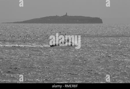 Petit bateau de pêche chasse par des goélands sur le Firth of Forth avec l'île de mai dans la distance. Crail, Fife, Scotland, UK. Banque D'Images