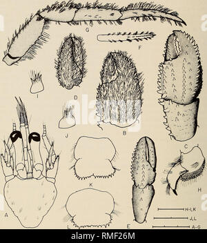 . Annales du Musée de l'Afrique du Sud  = Annale van die Suid-Afrikaanse Museum. L'histoire naturelle. 310 ANNALES DU MUSÉE DE L'AFRIQUE DU SUD. Fig. 2. A-J. Pagurus cuanensis Bell, 1845, 9 femelles ovigères (4,4 mm) de Meiring Naude succ XX113 (NHM 1997.724-725. K. de sexe féminin (8,0 mm) à partir de la False Bay (SAM-A1538). L. de sexe masculin (6,8 mm) à partir de la Cape St Blaize (SAM-A1539). A. Protection et appendices céphaliques. B. Droit de Chela. cheliped C. Chela et carpe droit de cheliped avec soies omis. D. Chela de cheliped gauche. E. Chela et carpe de cheliped soies gauche avec omis. F. Droit deuxième pereopod (vue latérale). G. Dactyl Banque D'Images