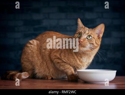 Cute cat au gingembre, et l'attente de la nourriture. Banque D'Images