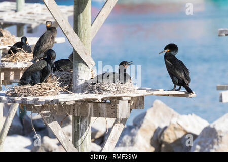 L'endémie de Cape Cormorant, Phalacrocorax capensis, nichant sur des plates-formes en bois à Lamberts Bay, côte ouest, Afrique du Sud Banque D'Images