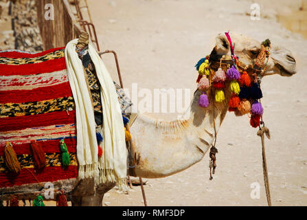 Chameau dans le désert, Sakkara, Egypte Banque D'Images