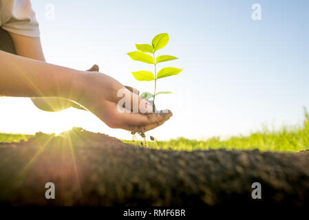 Hands holding green plant Banque D'Images