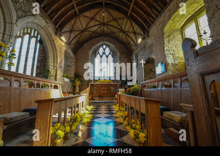 Les jonquilles à l'intérieur d'une petite église à Cornwall pour une fête des Jonquilles Banque D'Images