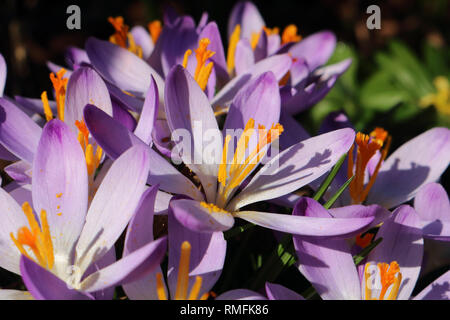 Hampton, au Royaume-Uni. 15 février 2019. Crocus en fleurs dans le chaud soleil du printemps à Hampton dans le sud ouest de Londres, où la température a atteint 15 degrés Celsius. Credit : Julia Gavin/Alamy Live News Banque D'Images