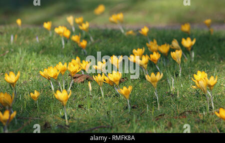 Hampton, au Royaume-Uni. 15 février 2019. Crocus floraison sur l'herbe couverte de rosée, illuminé par le chaud soleil du printemps à Hampton dans le sud ouest de Londres, où la température a atteint 15 degrés Celsius. Credit : Julia Gavin/Alamy Live News Banque D'Images