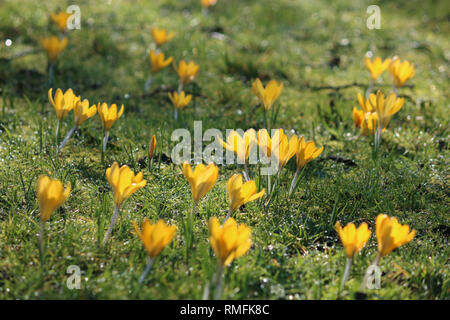 Hampton, au Royaume-Uni. 15 février 2019. Crocus floraison sur l'herbe couverte de rosée, illuminé par le chaud soleil du printemps à Hampton dans le sud ouest de Londres, où la température a atteint 15 degrés Celsius. Credit : Julia Gavin/Alamy Live News Banque D'Images