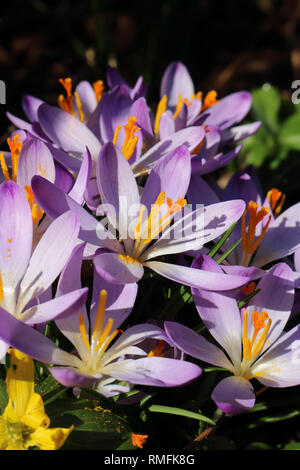 Hampton, au Royaume-Uni. 15 février 2019. Crocus en fleurs dans le chaud soleil du printemps à Hampton dans le sud ouest de Londres, où la température a atteint 15 degrés Celsius. Credit : Julia Gavin/Alamy Live News Banque D'Images