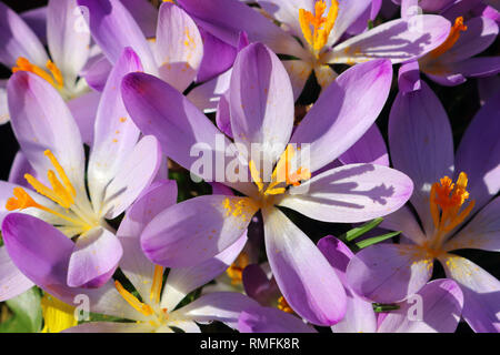 Hampton, au Royaume-Uni. 15 février 2019. Crocus en fleurs dans le chaud soleil du printemps à Hampton dans le sud ouest de Londres, où la température a atteint 15 degrés Celsius. Credit : Julia Gavin/Alamy Live News Banque D'Images