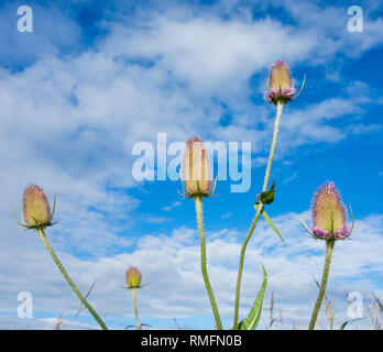 Têtes de Chardon sec contre le ciel bleu en prairie de fleurs sauvages. UK Banque D'Images