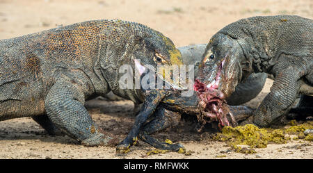 Les dragons ont déchiré des proies. Le dragon de Komodo, nom scientifique : Varanus komodoensis, est le plus grand lézard vivant au monde. L'habitat naturel. Sur l'île Banque D'Images